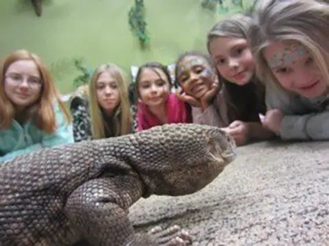 A group of children looking at an animal.