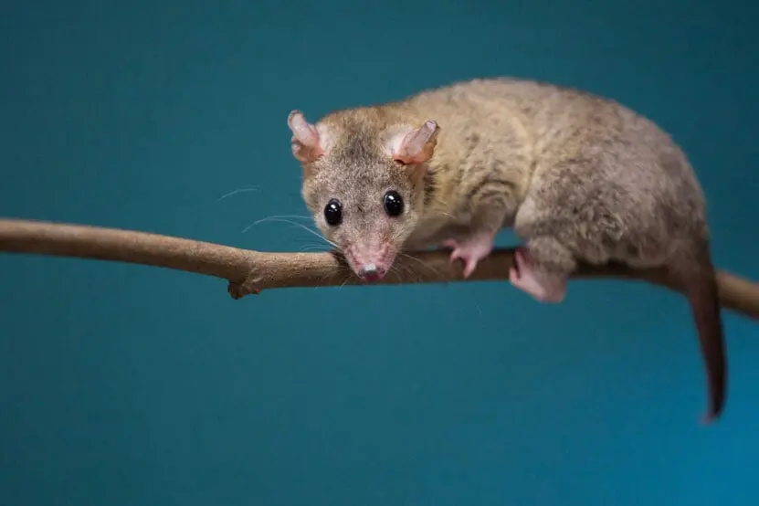 A small animal is sitting on top of a branch.