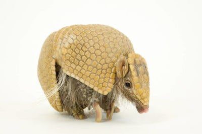 A stuffed animal of an armadillo on its back legs.