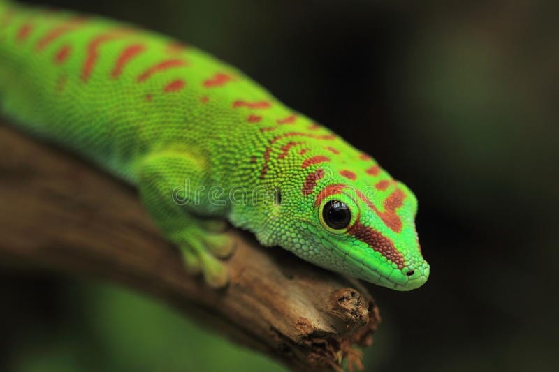 Madagascar Day Gecko 