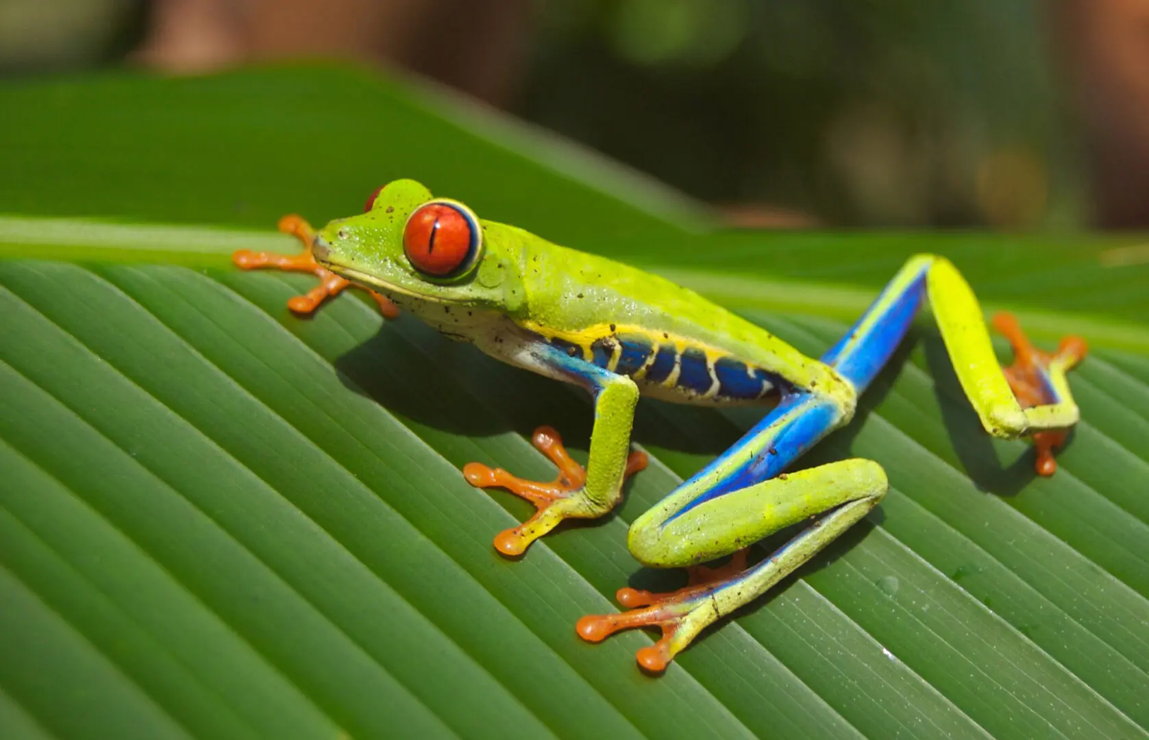 A green and blue frog sitting on top of a leaf.