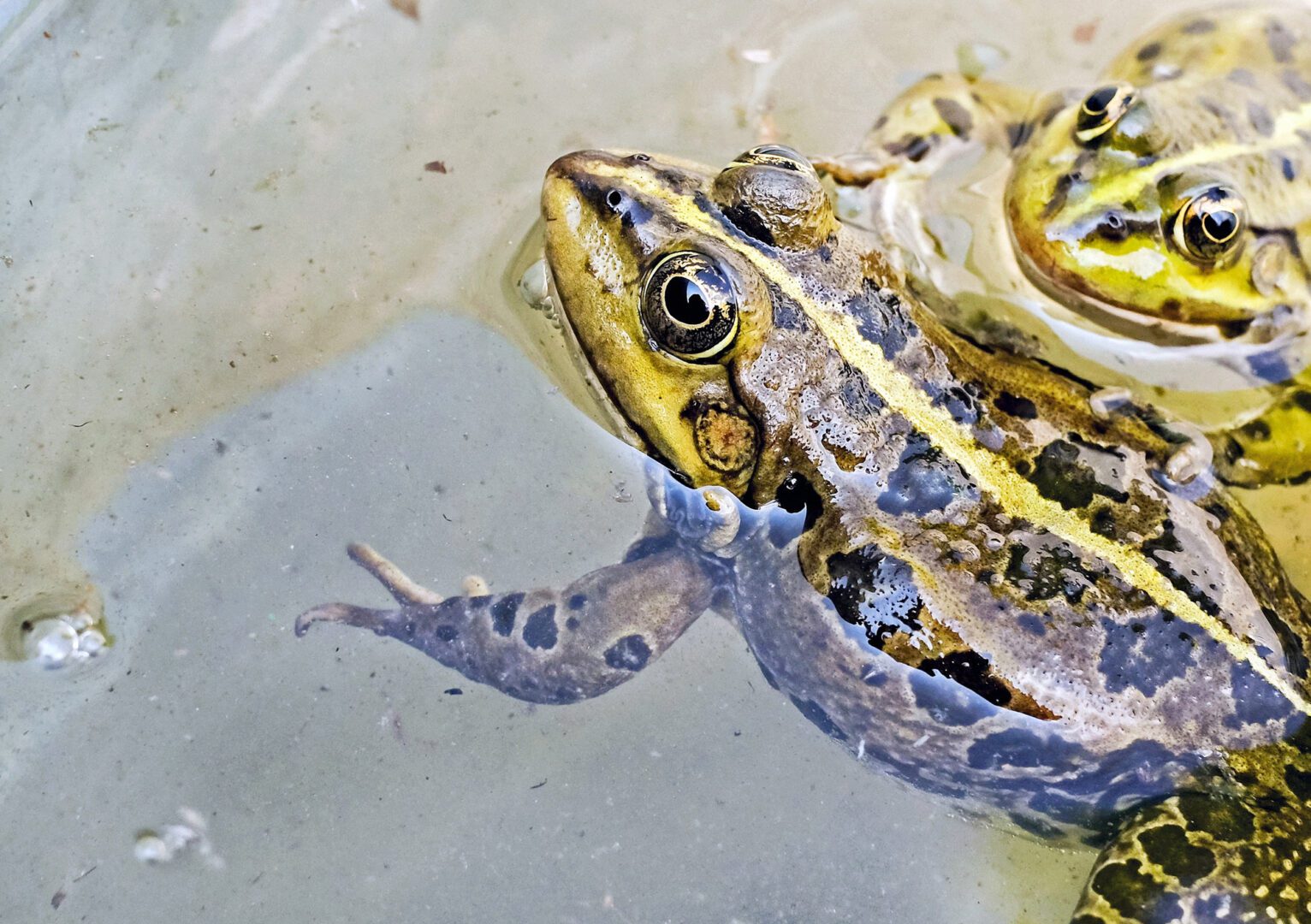 amphibians-animal-photography-animals-94276-resized amphibians-animal-photography-animals-94276-resized