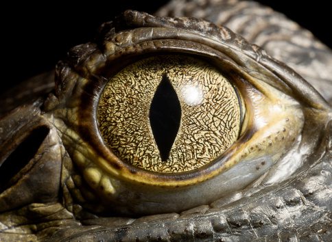 A close up of an eye with the reflection of a lizard