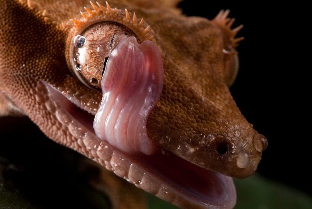 Gecko18 Gecko18