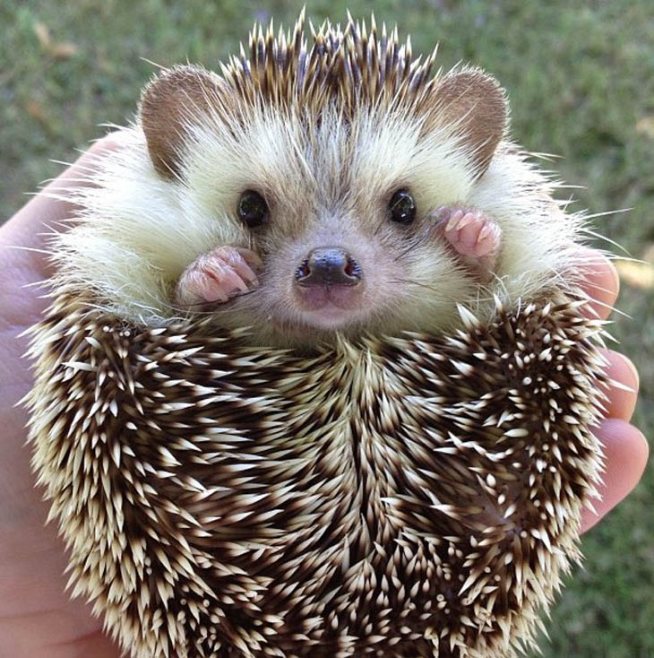 A person holding an animal in their hand.