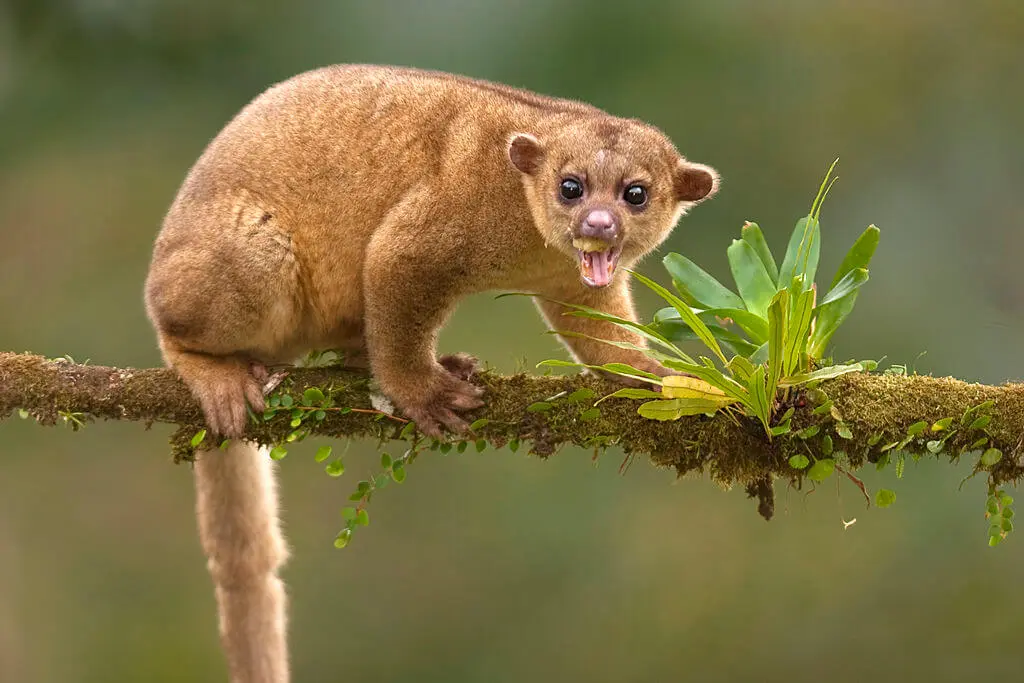 kinkajou_01 kinkajou_01