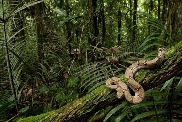 11th-hour-escape-the-jungle 11th-hour-escape-the-jungle