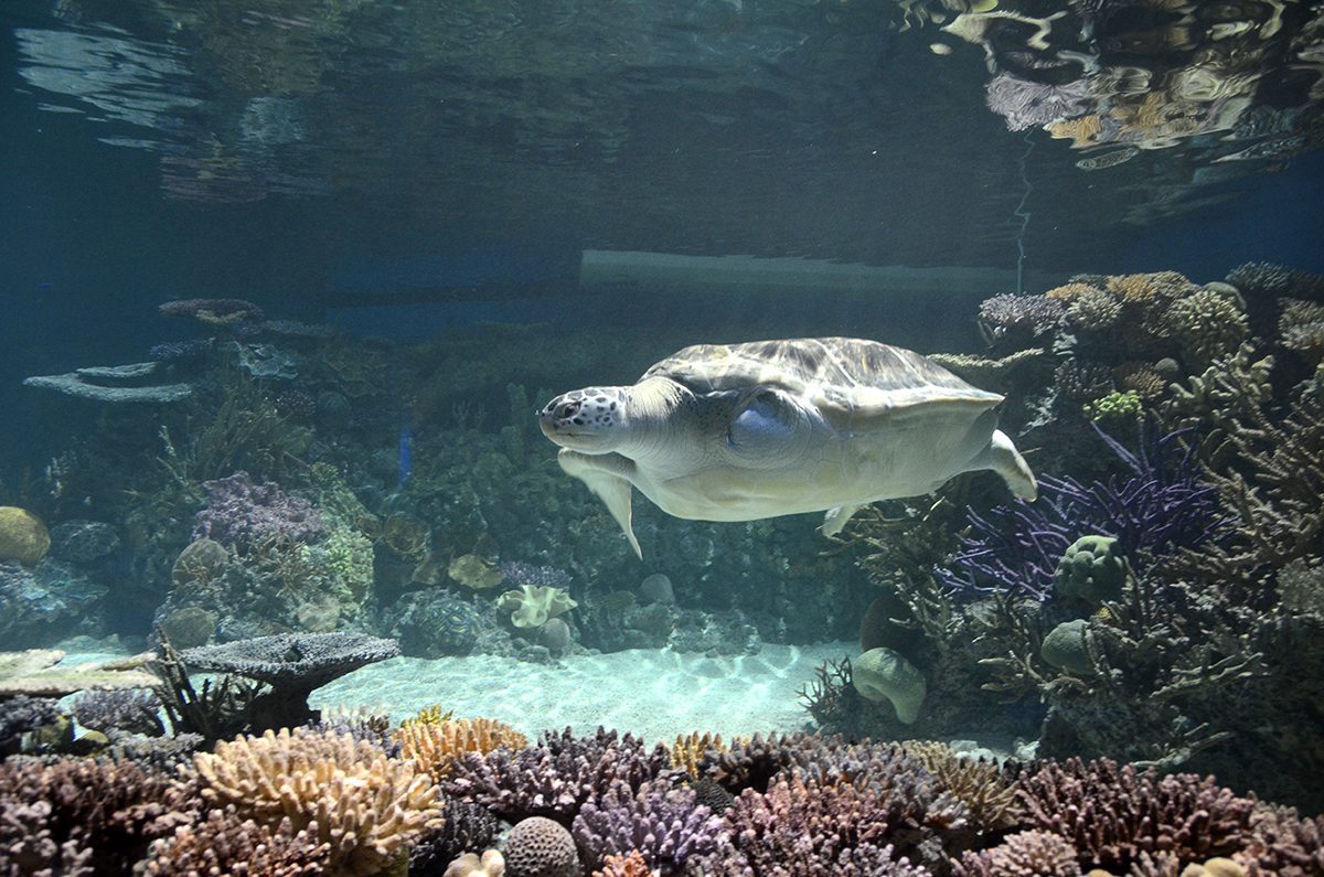 BS md-aquarium-p1 Baltimore, MD -- 7/2/13 -- The National Aquarium's $12.5 million "Blacktip Reef" exhibit has it's first tenant, Calypso, a green sea turtle and holdover from the "Wings in the Water" exhibit. The "Blacktip Reef" exhibit is part of an effort to revitalize the National Aquarium, One of Baltimore's most popular tourist attractions. -- photo by Kevin Richardson/Baltimore Sun