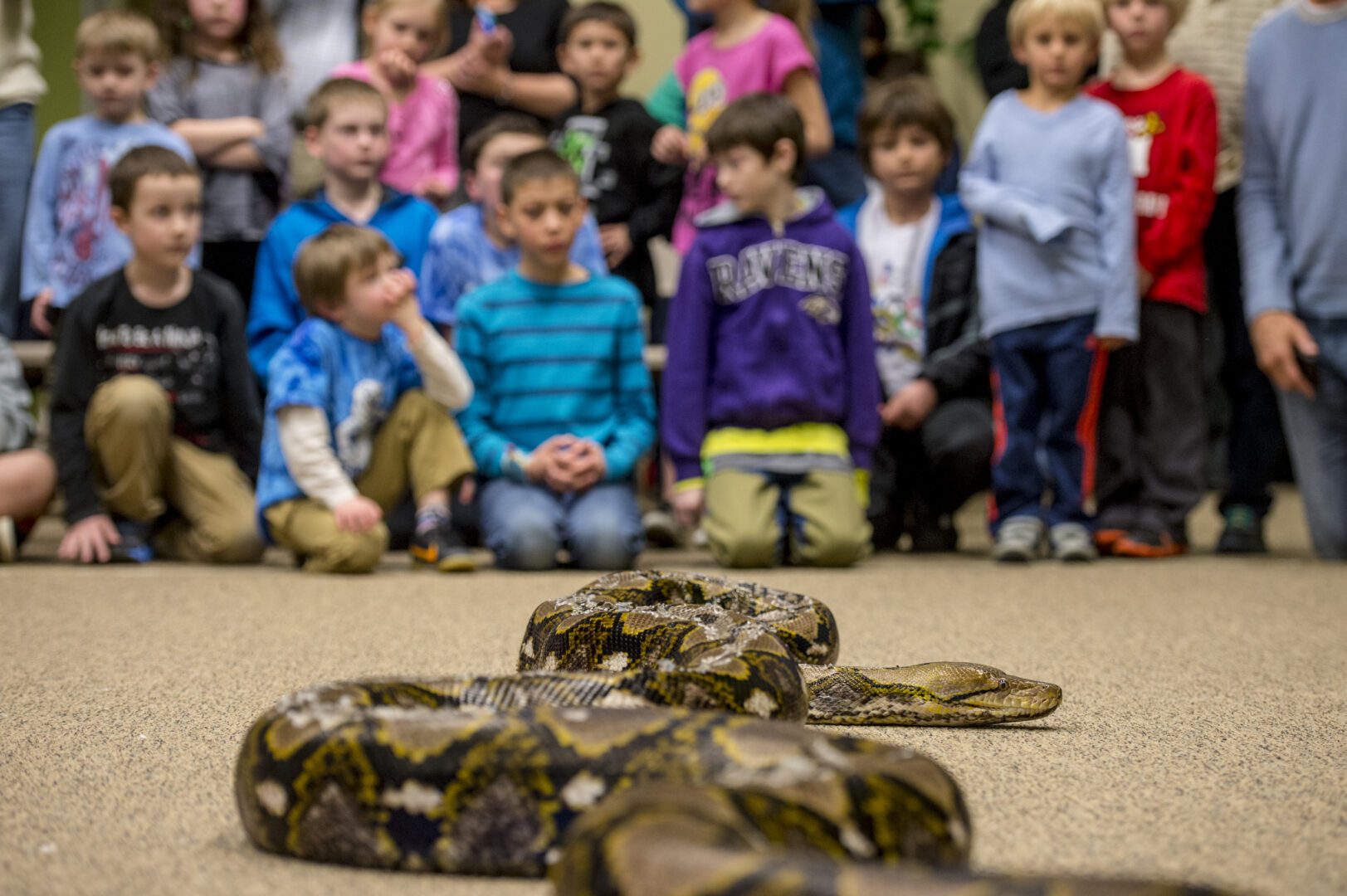 A group of children watching two large snakes.