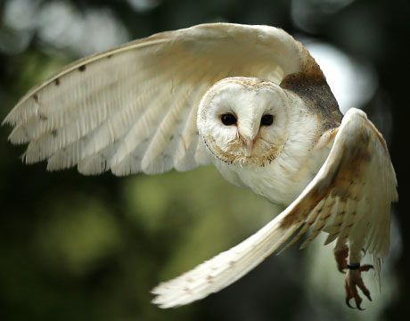 A white owl flying through the air with its wings spread.