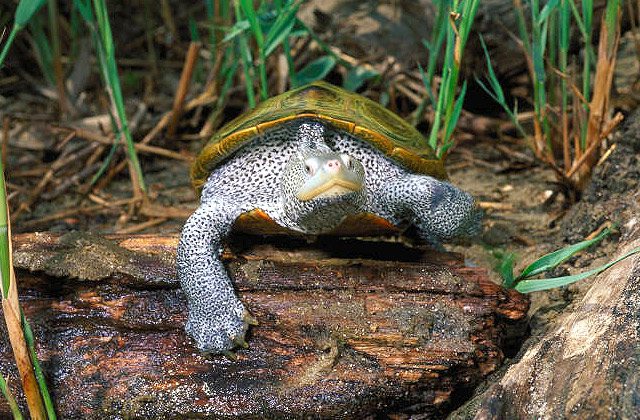 animals-terrapin-slide1-web animals-terrapin-slide1-web