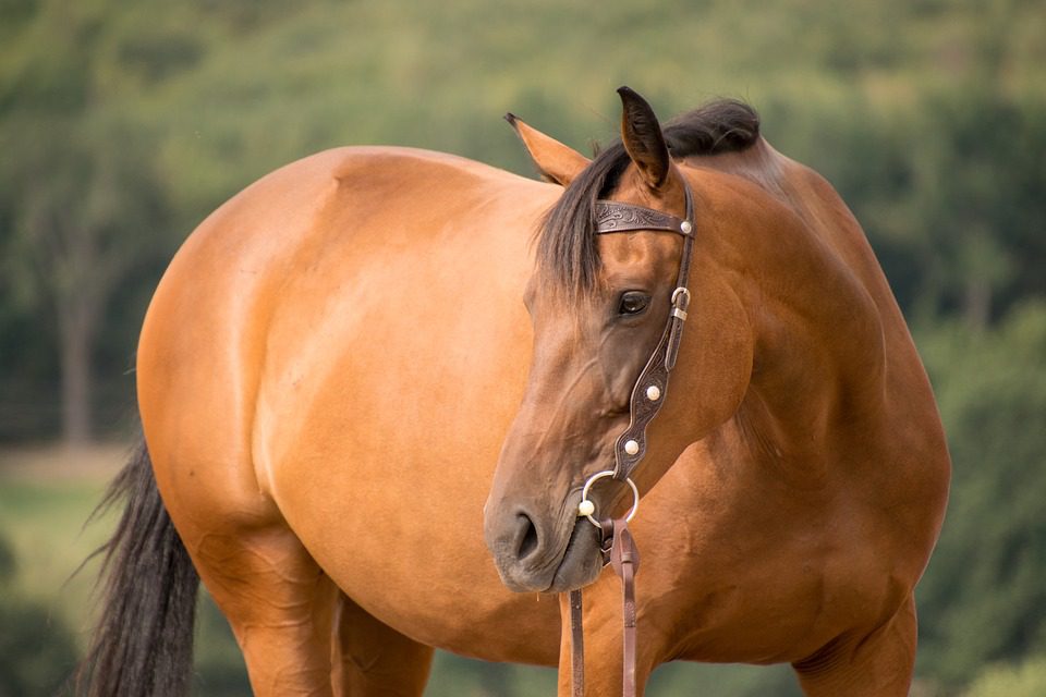 horse-3600327_960_720 horse-3600327_960_720
