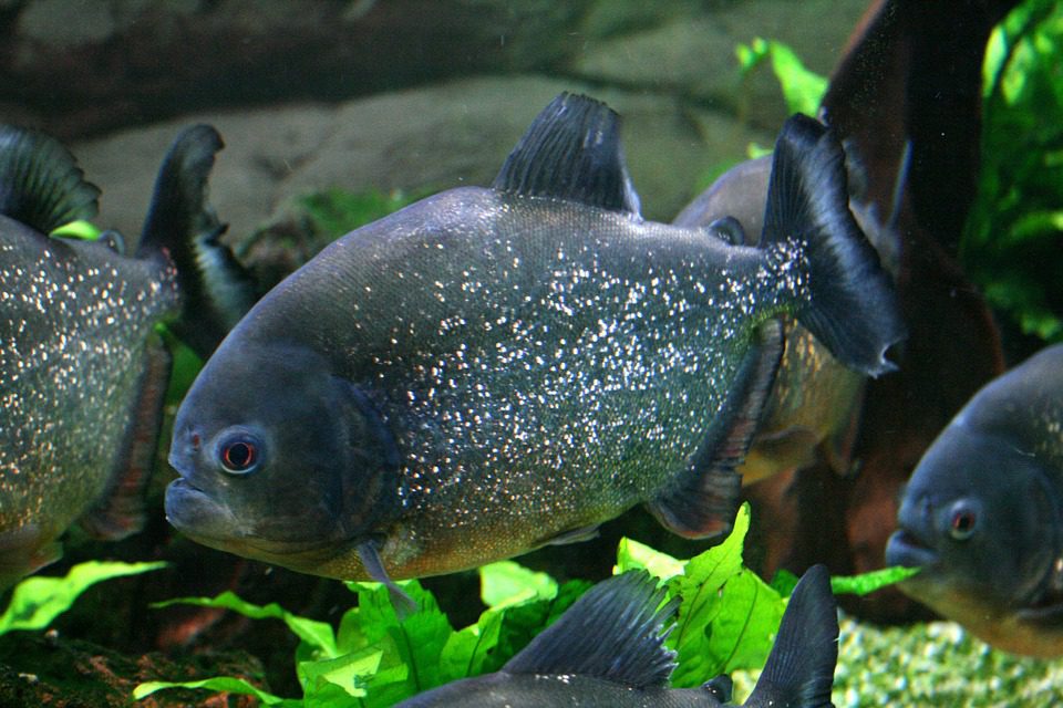 piranha-587661_960_720 piranha-587661_960_720