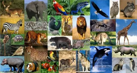 A collage of different animals and birds