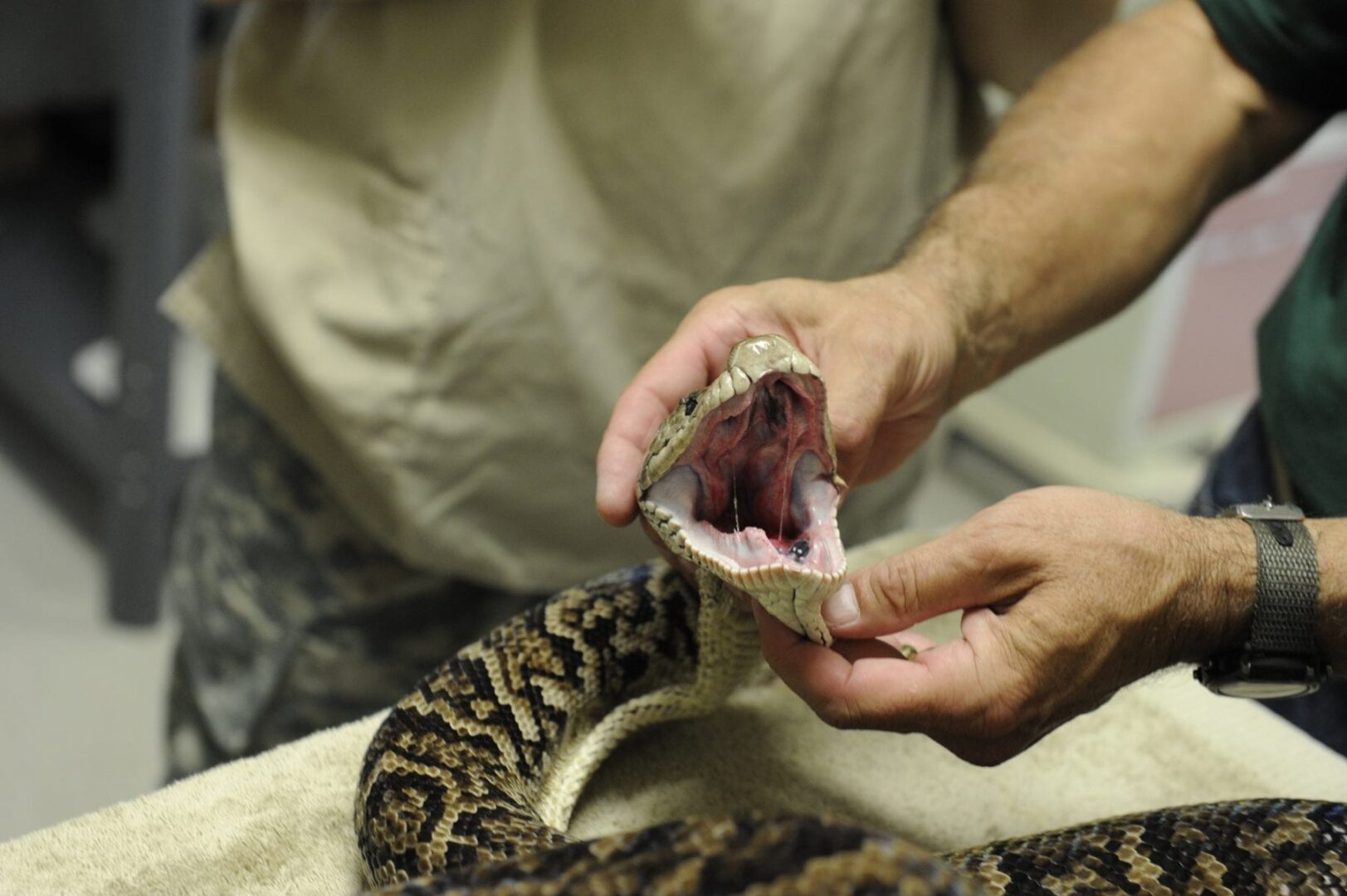 A person holding an animal in their hand.