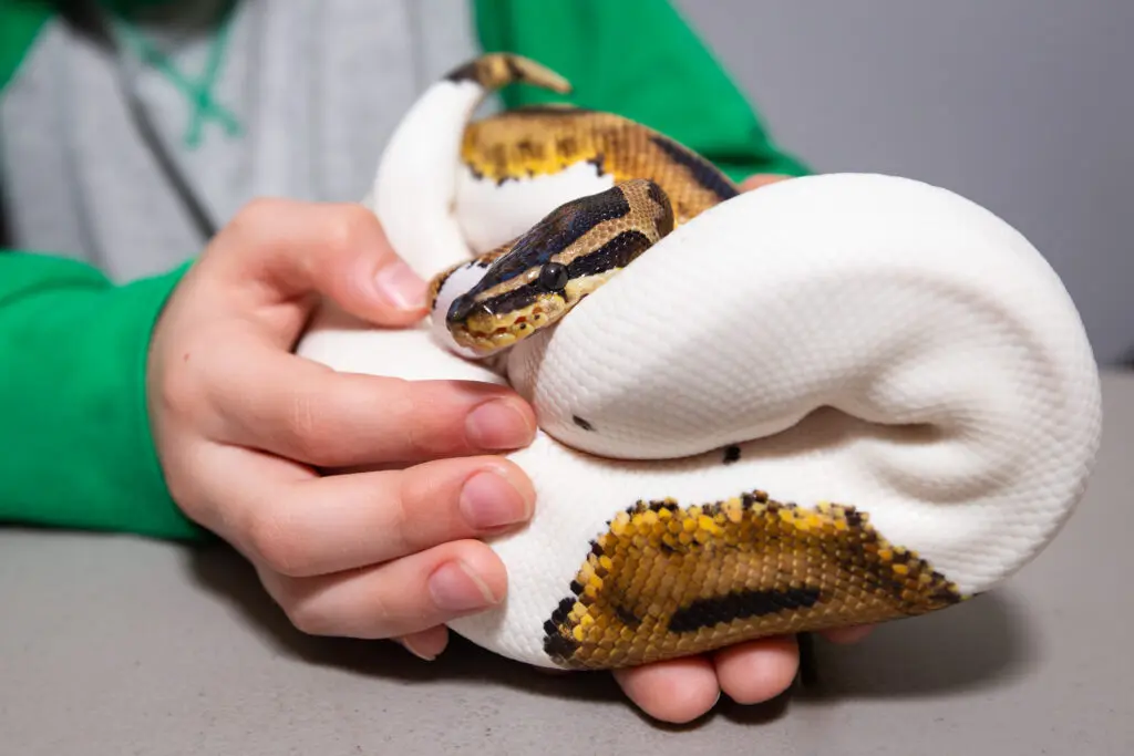 A person holding a snake in their hands.