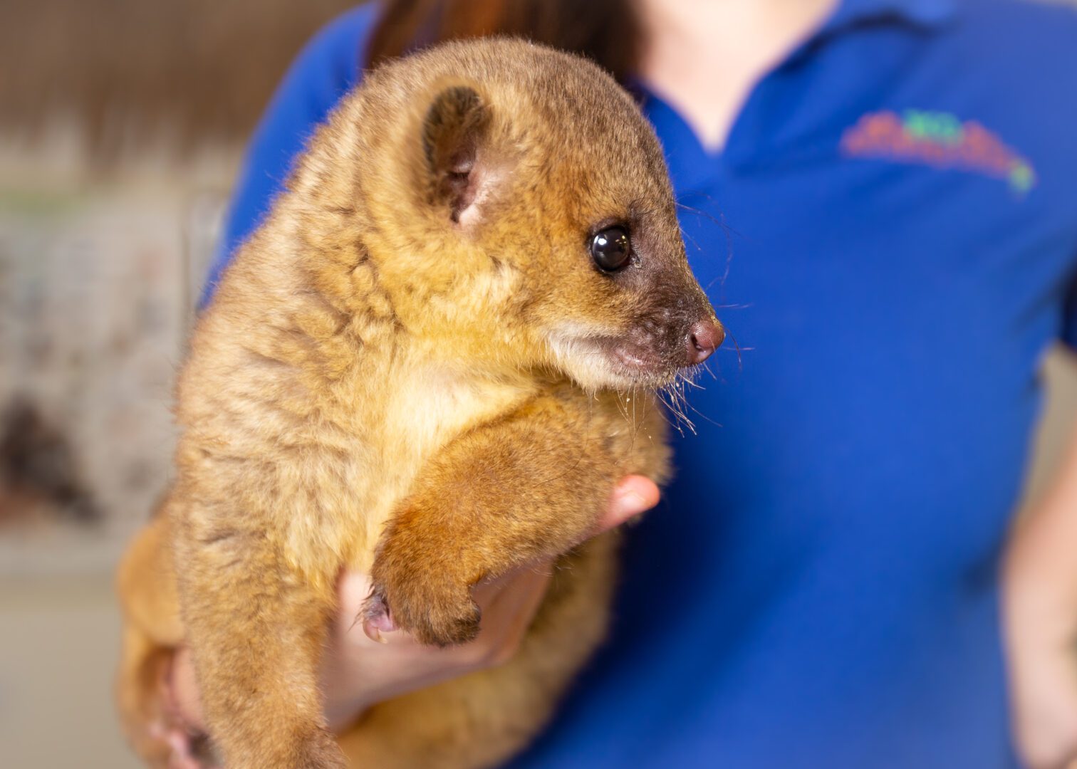 A person holding an animal in their arms.