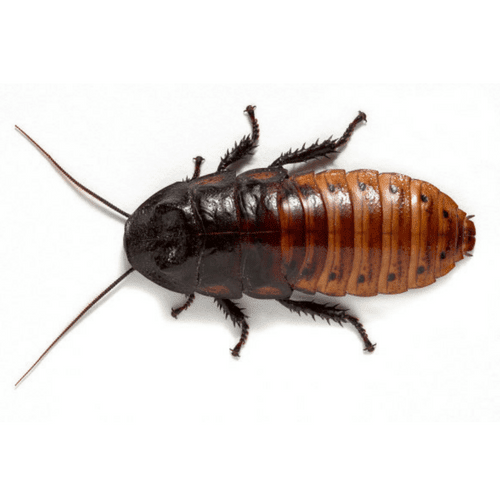 A close up of a cockroach on a white background