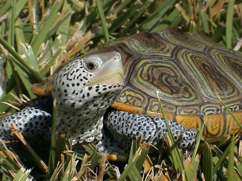 A turtle is sitting in the grass looking up.