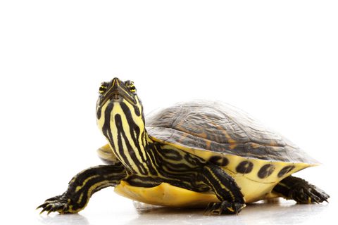 Yellow Bellied Turtle