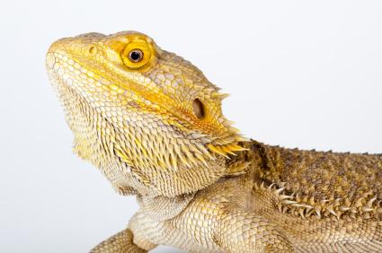 142065-425x282-bearded-dragon-head-shot 142065-425x282-bearded-dragon-head-shot
