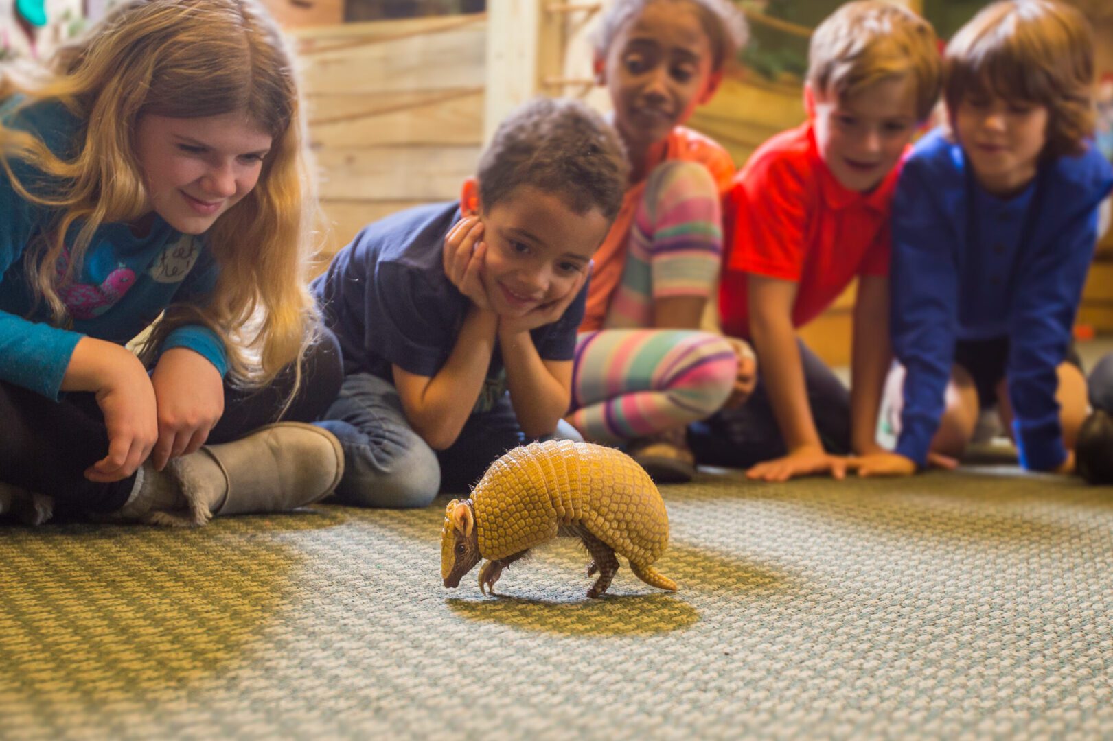 A group of children watching an animal on the ground.