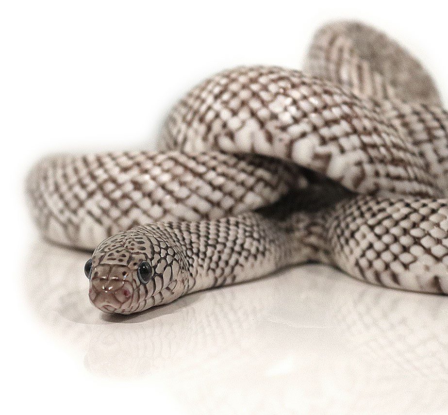 Adult-Male-Axanthic-Brooks-Kingsnake-1 Eco Adventures