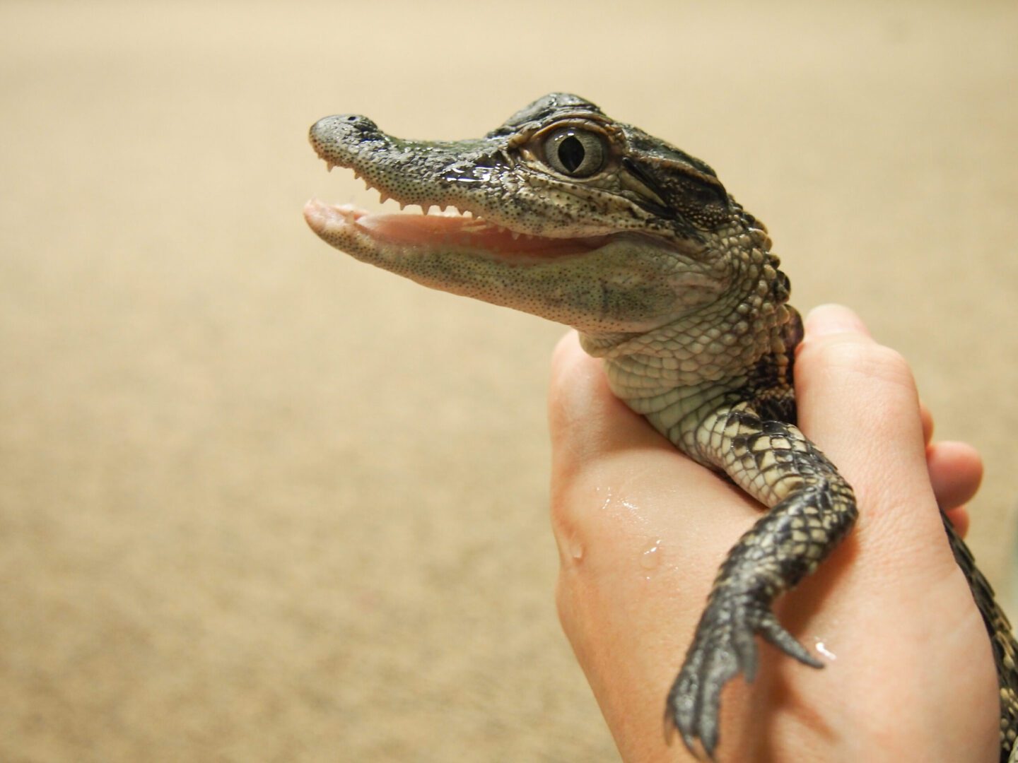 A small alligator is held in someones hand.