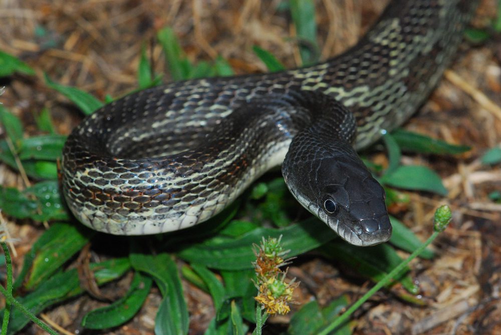 Black-Rat-Snake-1- Black-Rat-Snake-1-
