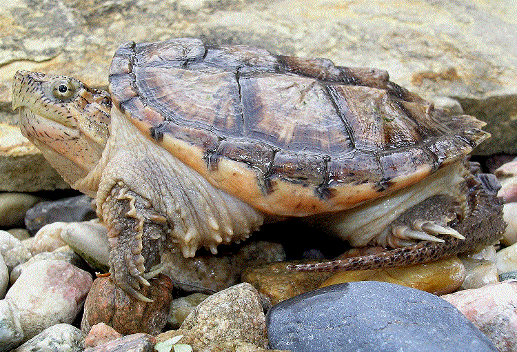 Common-Snapping-Turtle-Pictures