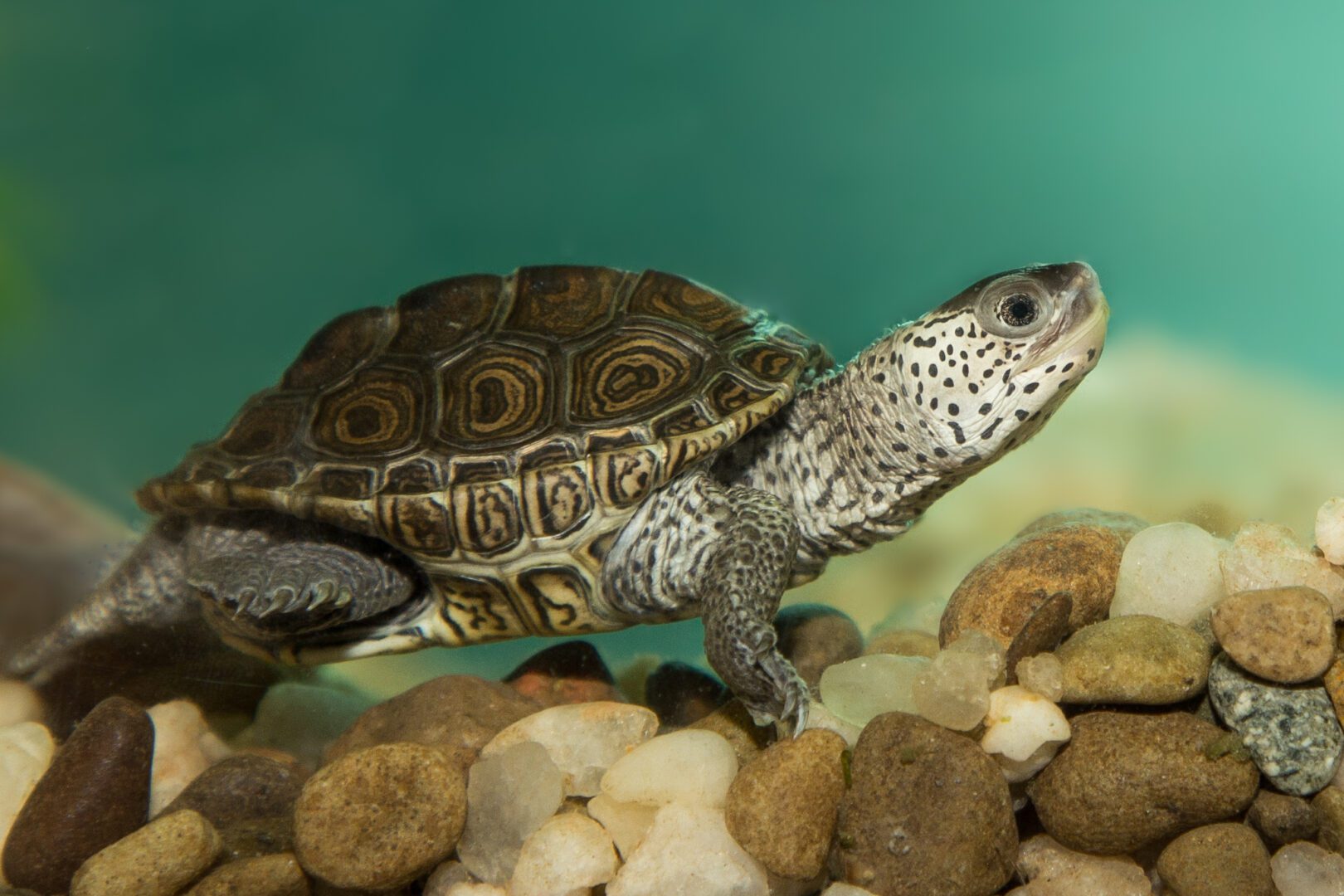 A turtle is swimming in the water.