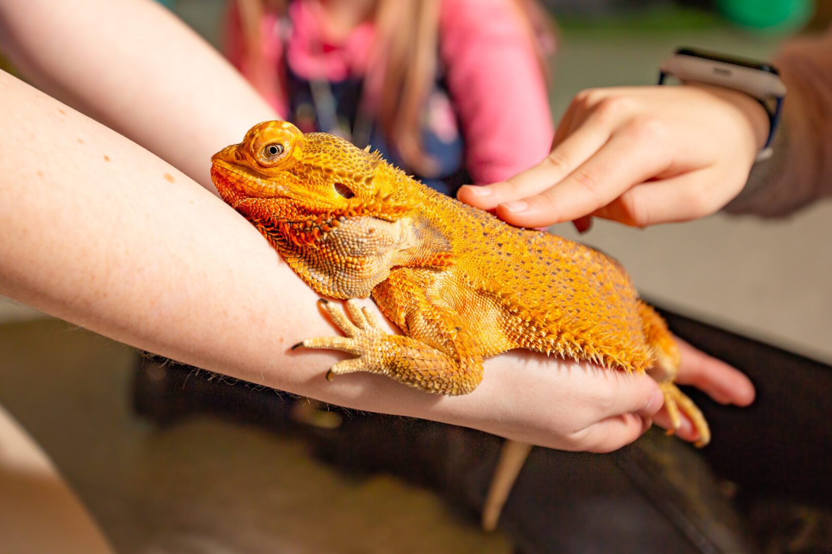 A person holding an orange lizard in their hands.