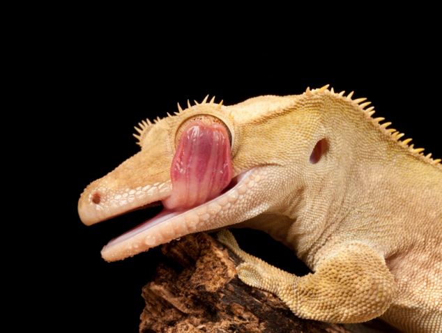 This crested gecko used its tongue like a windscreen wiper to clear droplets of water from its eyes and nose.  The yellow creature stuck out its inch-long, pink tongue, which looks like a small rasher of bacon...Photographer Ian Schofield, 34, snapped away as it then whipped its tongue back and forth across its scaley face at Knowsley Safari Park, Liverpool.  SEE OUR COPY FOR DETAILS...© Ian Schofield/Solent News &amp; Photo Agency.UK +44 (0) 2380 458800.