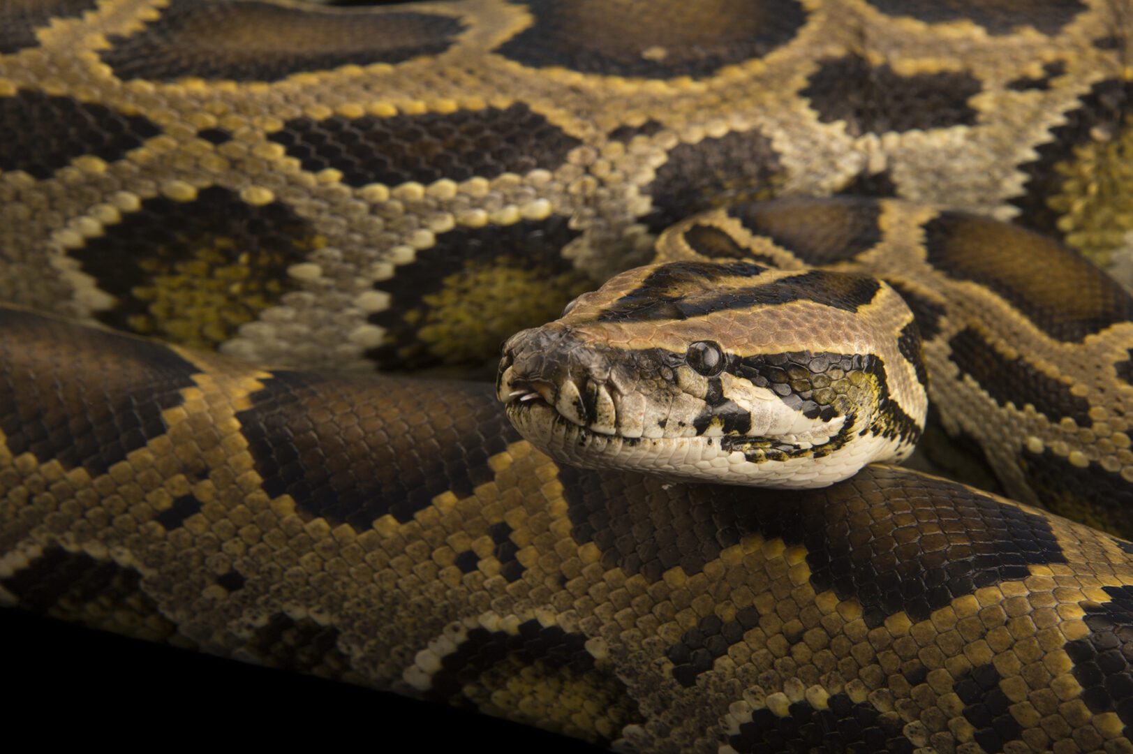 A studio portrait of a dwarf Burmese python, Python bivittatus progschai.