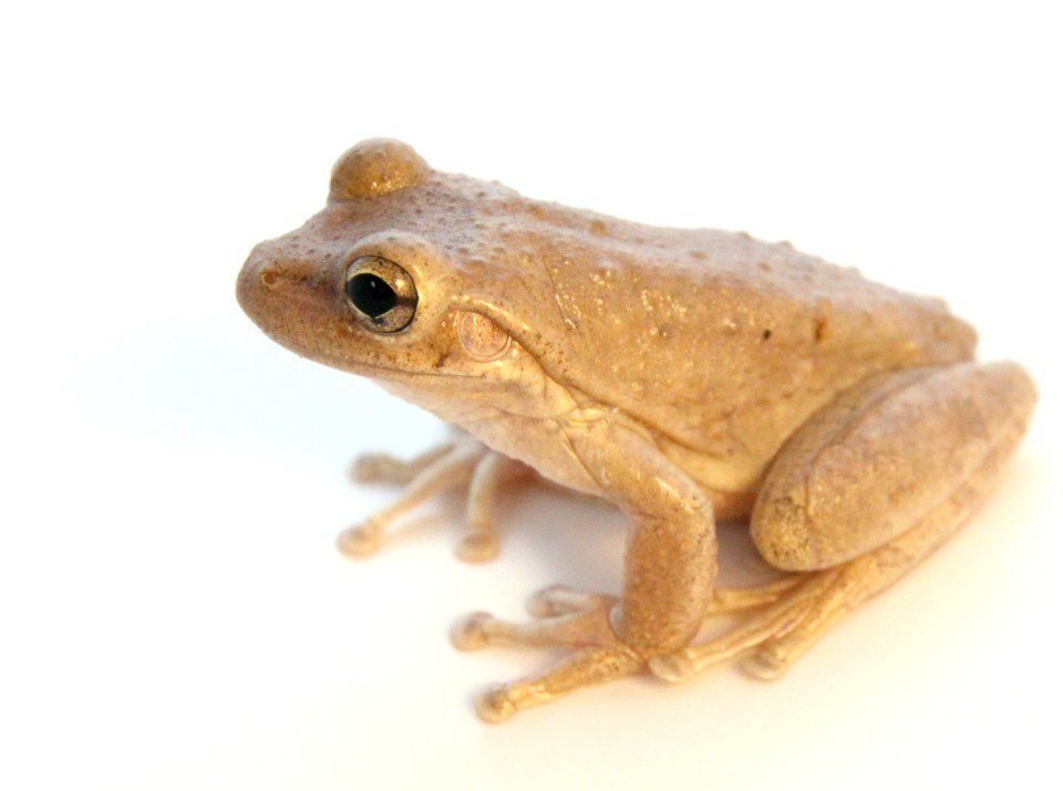 cuban-tree-frogs-are-good-pets-1024x816 cuban-tree-frogs-are-good-pets-1024x816