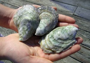 oysterhands-1-300x211