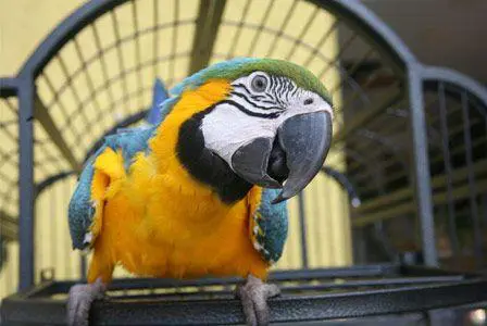 pet-bird_4960b9b6-c86b-4b7b-bef7-60a25d6bafc2_large