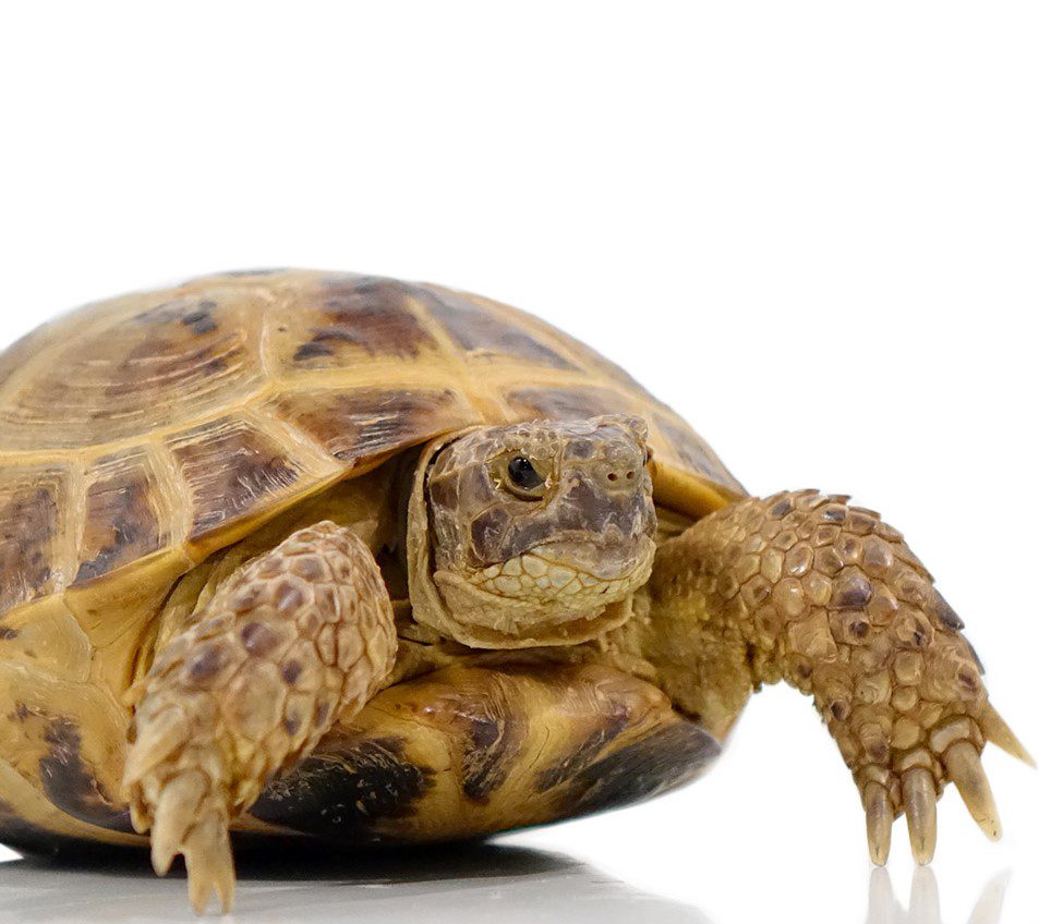 russian_tortoise_1 Eco Adventures