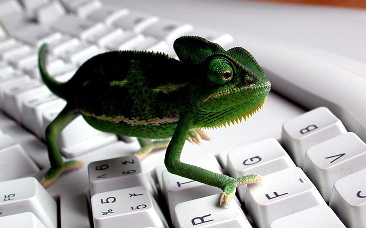 A green lizard sitting on top of a keyboard.