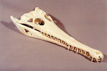 A bone with the word " bone " written on it.