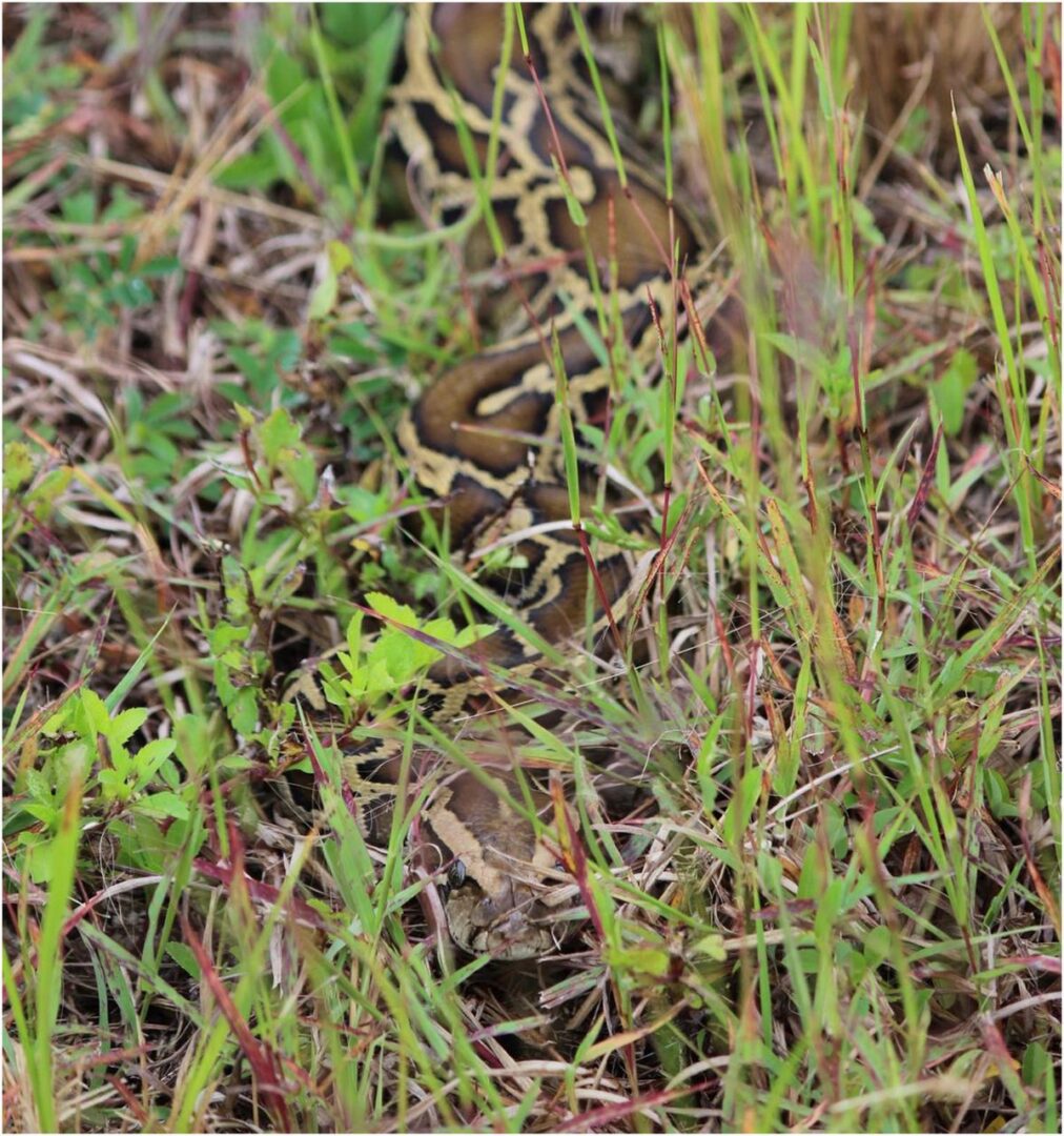 A close up of some grass with small brown animals