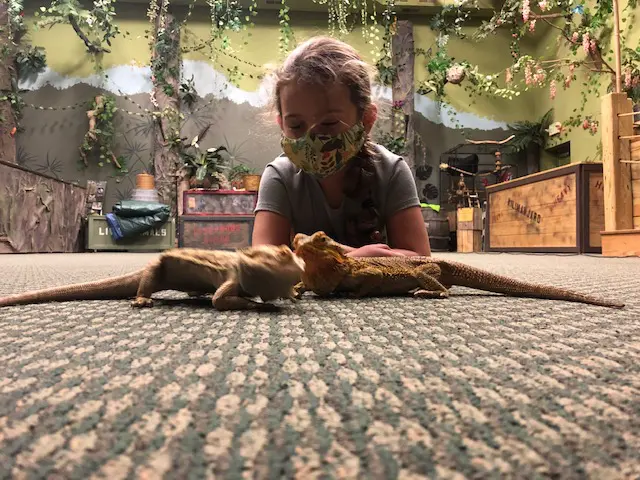 A woman is looking at two lizards on the ground.