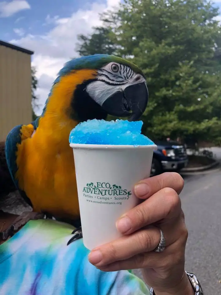 A parrot is holding onto a cup of blue shaved ice.