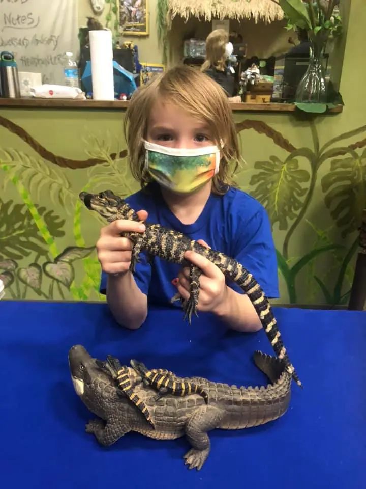 A young girl wearing a face mask holding an alligator.