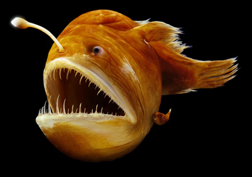 Humpback-Anglerfish Humpback-Anglerfish