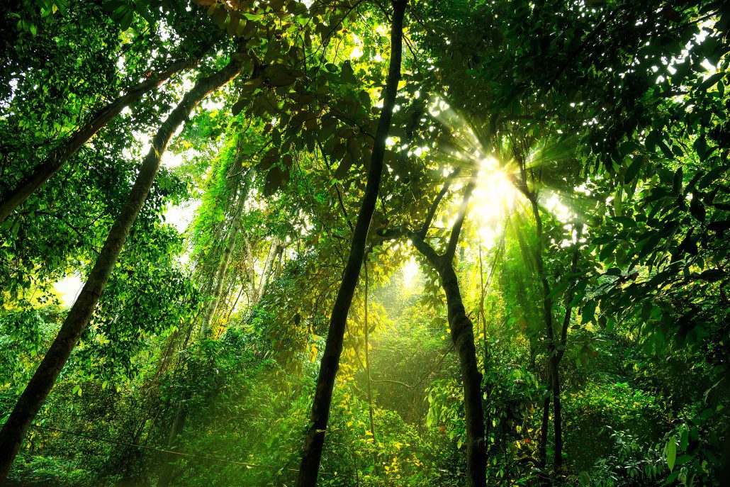 Rainforest-Under-canopy-1030x687