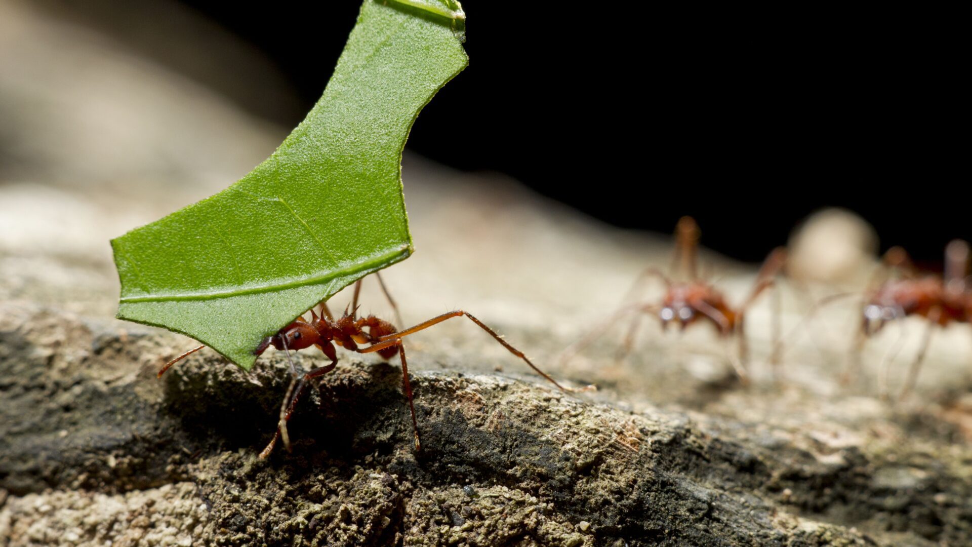 leafcutter-ants--costa-rica-534963116-9cf836fe5d554aa4b28380b30d21ea52