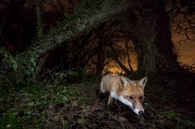 camera trap fox