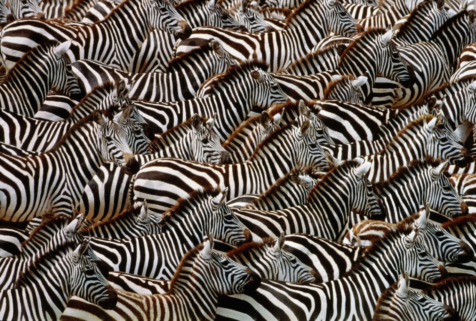 Grant's zebras are a subspecies of the Burchell's zebra. They live in family groups consisting of one male, a number of females and their offspring. The are native to savannah and open woodland areas in East and South Africa.