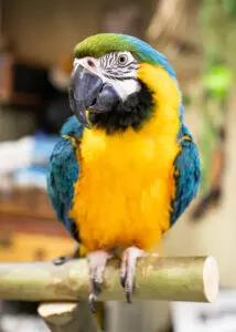 A colorful parrot sitting on top of a tree branch.